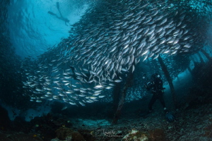 Underwater photographer captures the free latent model de... by Tony Ho 